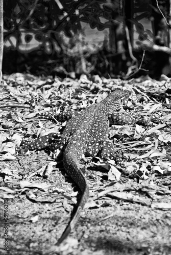 Photo: Monitor Lizard in the Whitsundays Monitor Lizard in the Whitsundays