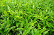 fresh tea leaf
