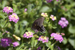Pipevine swallowtail buterfly Pipevine swallowtail buterfly