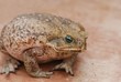 Agakröte (Bufo marinus) Wildlife
