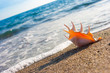 Photo: seashell on the sand of seashore seashell on the sand of seashore