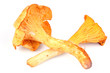 Deux girolles