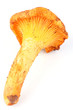 Chanterelle