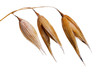 Ripe oat