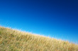 Arid grass Arid grass