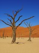 arbres morts en namibie
