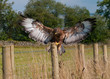 Buzzard Landing