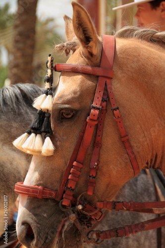 Photo: Caballo, Jerez de la Frontera, España Caballo, Jerez de la Frontera, España