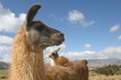 lama de profil