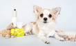 chihuahua with spa accessories