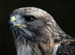 Red tailed hawk