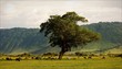 In a crater of Ngoro ngoro.