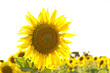 Sonnenblume