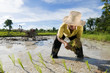 asian rice farmer