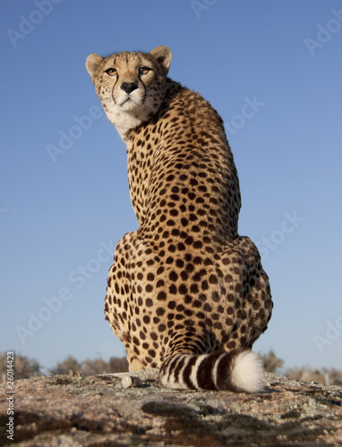 Photo: über die Schulter blickender Gepard über die Schulter blickender Gepard
