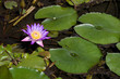 Pink lotus with its leaves