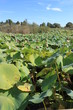 Etang de Font Merle a Mougins