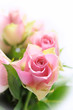 Pink roses