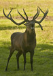 rothirsch,hirsch,hirsche,reh,wild,wald,brunft