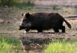 sus scrofa ferus