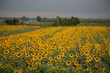 Campo di girasoli - Toscana Campo di girasoli - Toscana