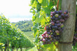 Wein