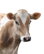 Foto: Jersey Heifer Jersey Heifer