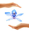 hands with orchid 2