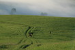 Mountain horses