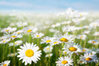 field of daisy flowers