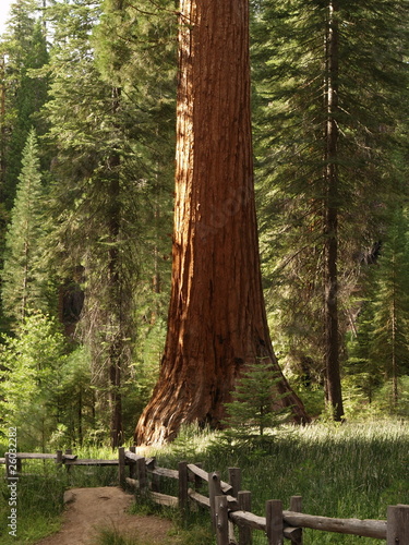 Photo: Mariposa Grove Redwoods Mariposa Grove Redwoods