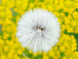Dandelion on the field