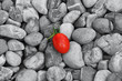 Tomate auf Steinen