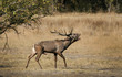deer roar