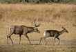 deer couple