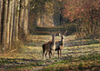 deer couple