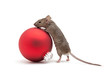 Christmas mouse and bauble isolated Christmas mouse and bauble isolated