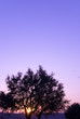 Meditation tree Meditation tree