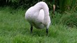 Swan Body Care
