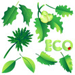 blätter eco
