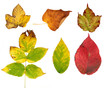 Autumn leaves collection Autumn leaves collection