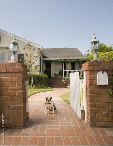 Photo: Dog sitting in open gate in front of house Dog sitting in open gate in front of house
