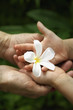 Father and child holding frangipani flower