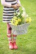 Detail Of Girl Holding Basket Of Daffodils In Garden Detail Of Girl Holding Basket Of Daffodils In Garden