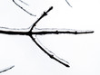 background - tree limb with ice