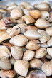 clam