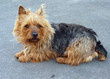 Foto: Australian Terrier Bitch Australian Terrier Bitch