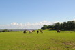 Hiddensee19