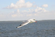 Möwe6