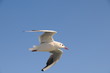 Möwe5